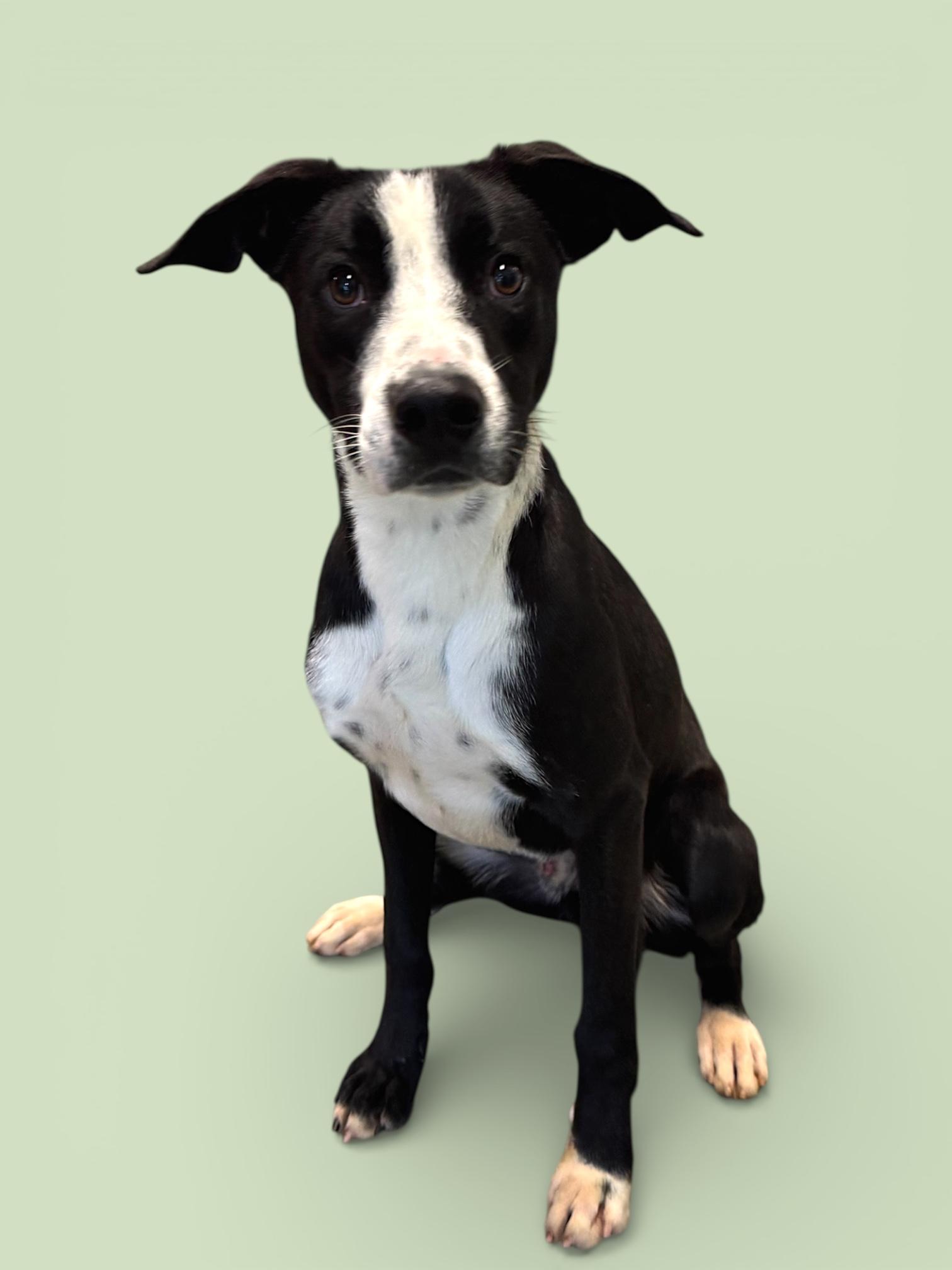 Cowboy , a ADOPTABLE mixed breed in Troy, AL image 4/4