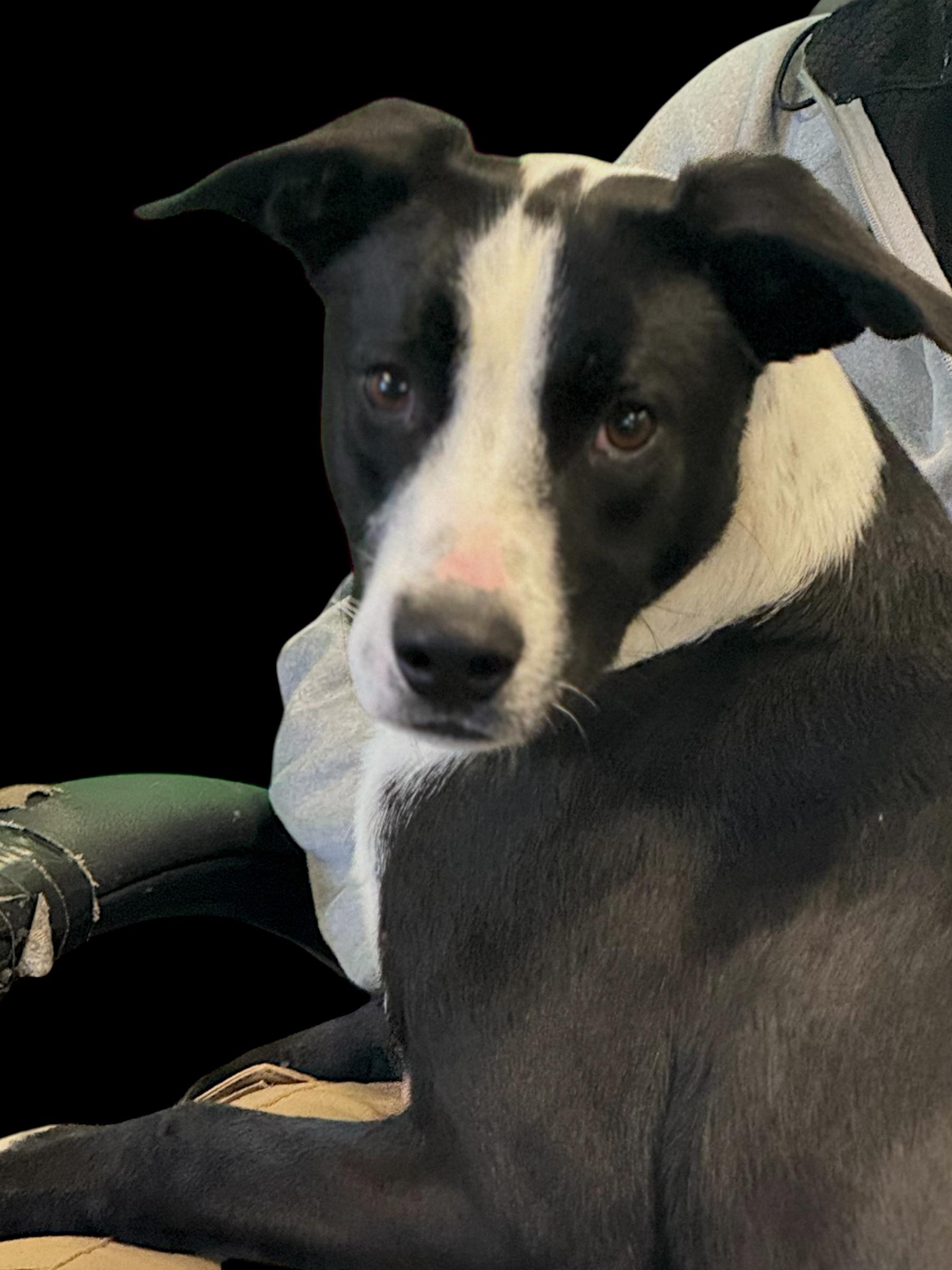 Cowboy , a ADOPTABLE mixed breed in Troy, AL image 2/4