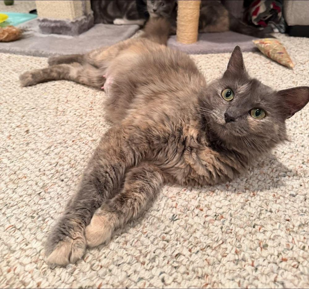 Enlarge Rumours: Stevie Nicks, a Adoptable mixed breed in New Milford, CT image 2/6