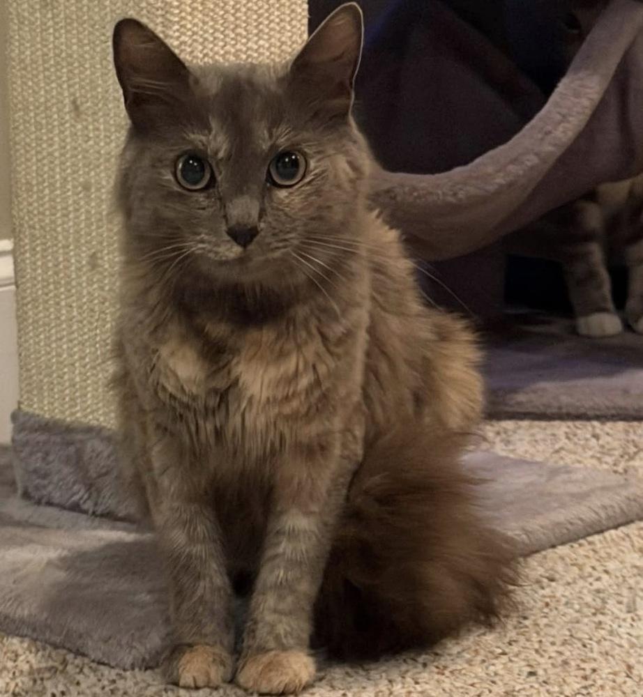Enlarge Rumours: Stevie Nicks, a Adoptable mixed breed in New Milford, CT image 6/6