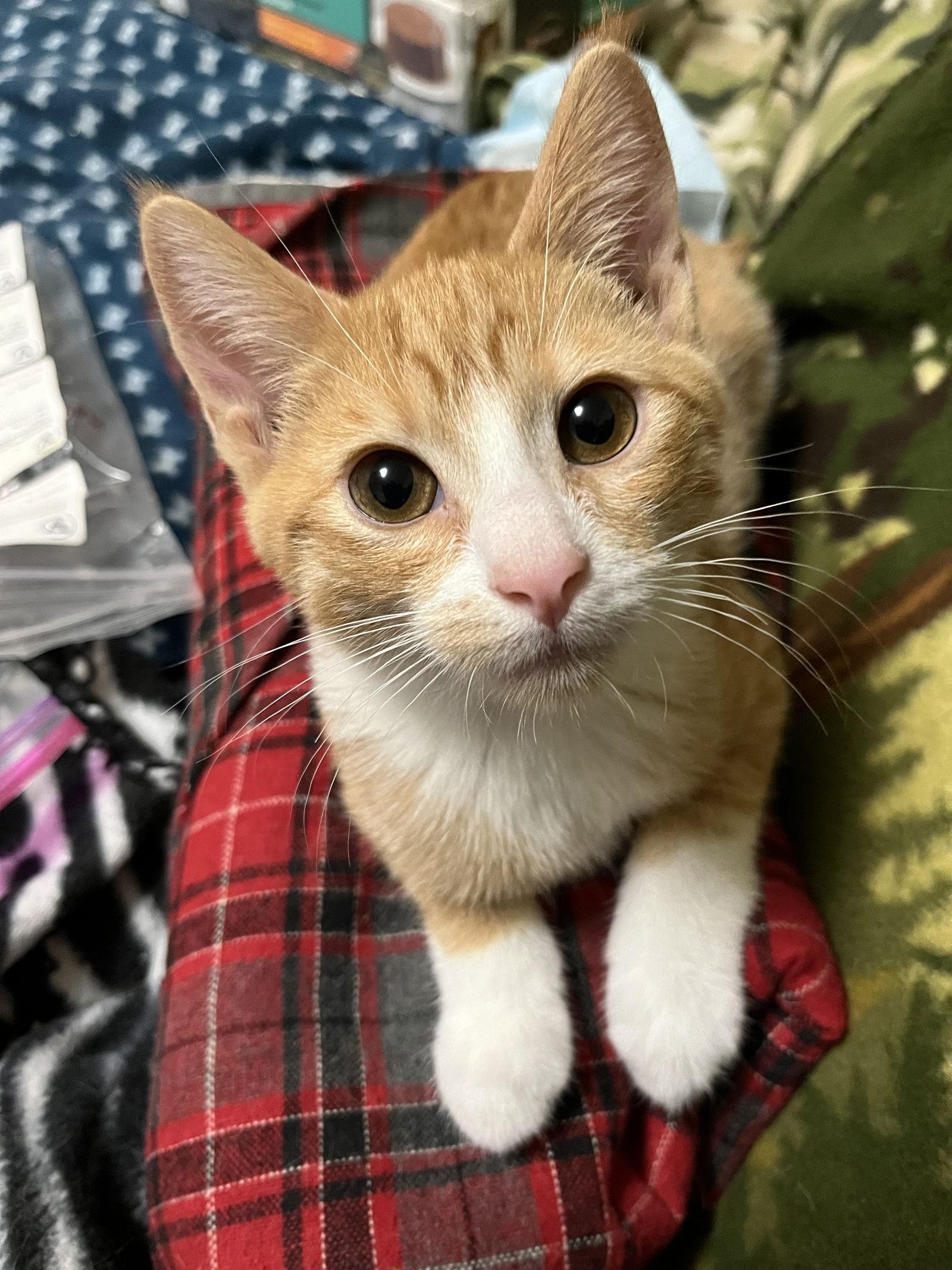 Liam and Louis, Adoptable, Young Male Domestic Short Hair.
