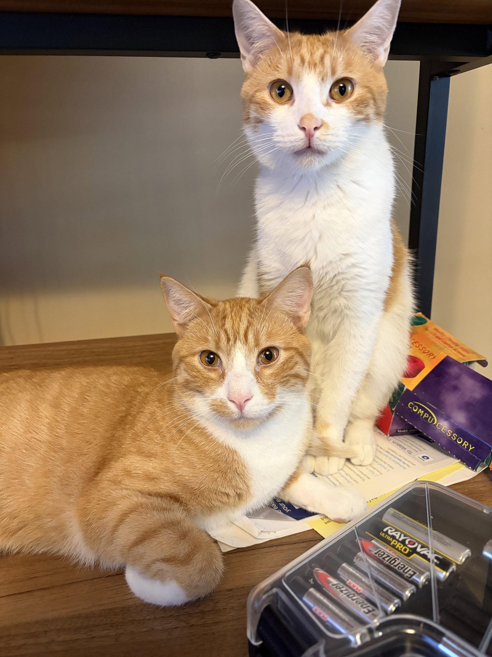 Enlarge Liam and Louis, a Adoptable Domestic Short Hair in Eureka, MO image 1/3