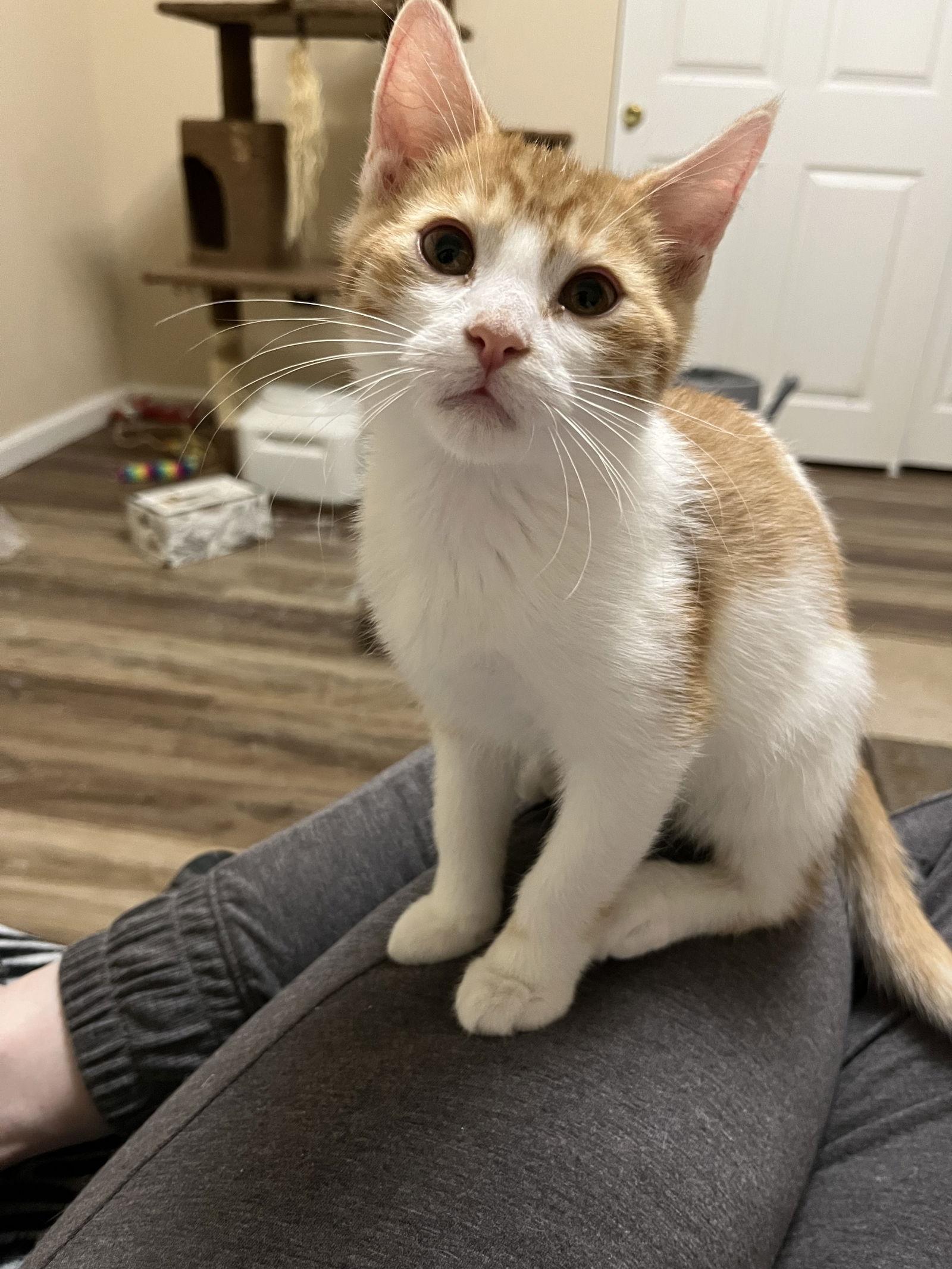 Enlarge Liam and Louis, a Adoptable Domestic Short Hair in Eureka, MO image 2/3