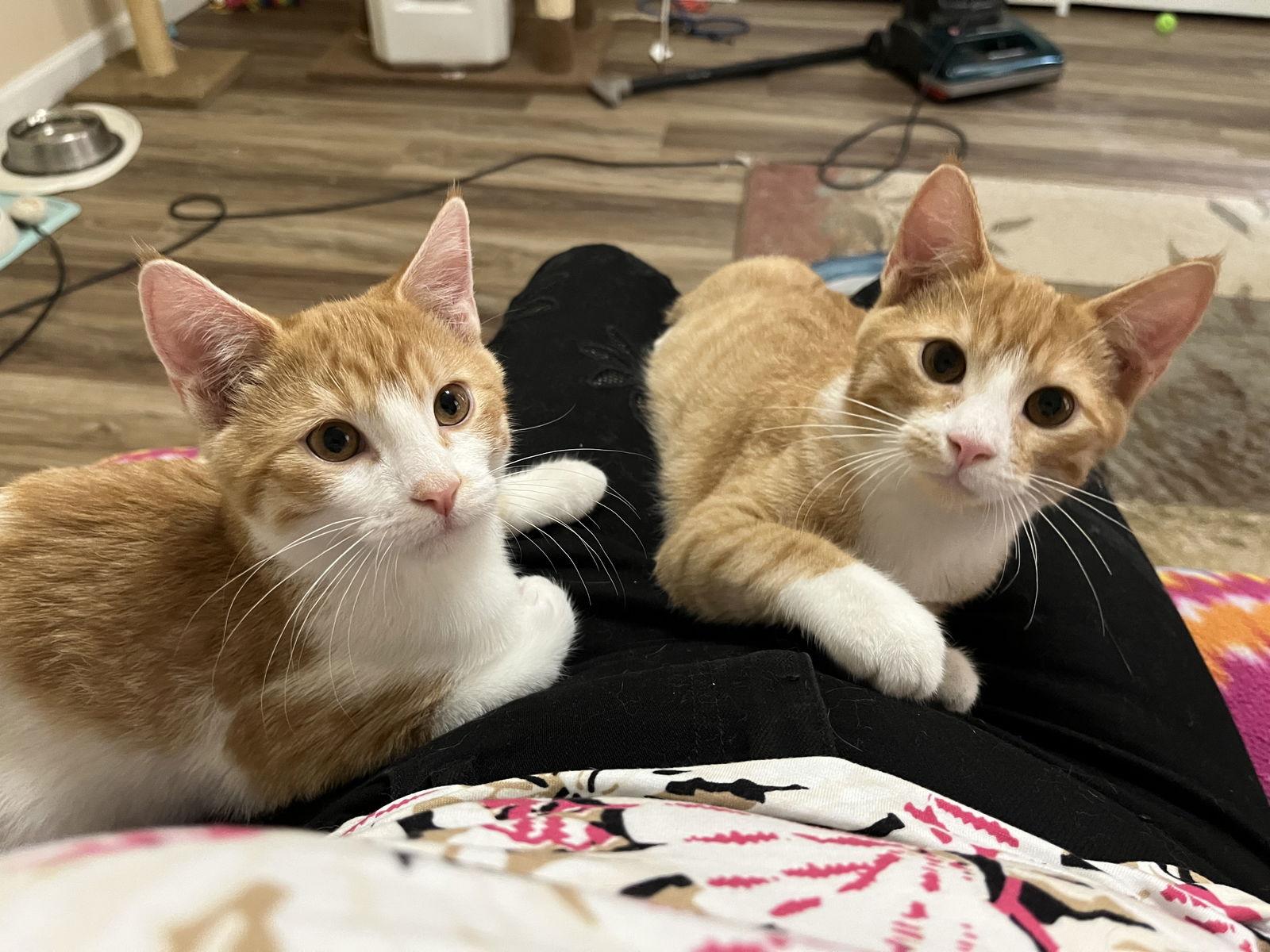 Liam and Louis, Adoptable, Young Male Domestic Short Hair.