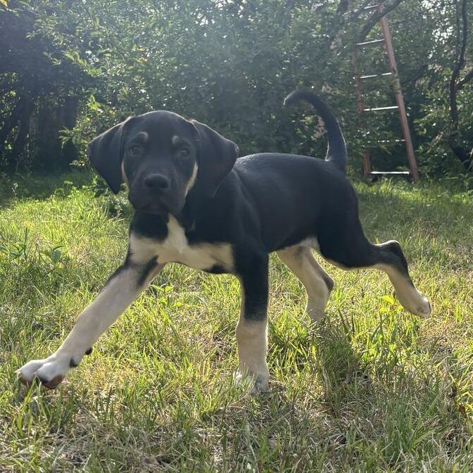Rocky, Adoptable, Puppy Male Great Dane & Labrador Retriever.