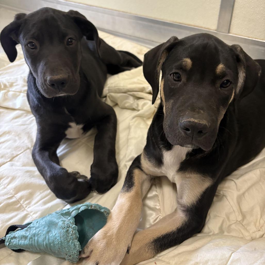 Enlarge Rocky, a Adoptable mixed breed in Driggs, ID image 2/5
