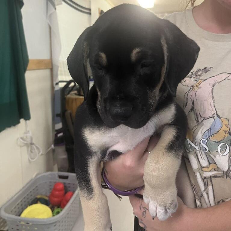 Enlarge Rocky, a Adoptable mixed breed in Driggs, ID image 4/5
