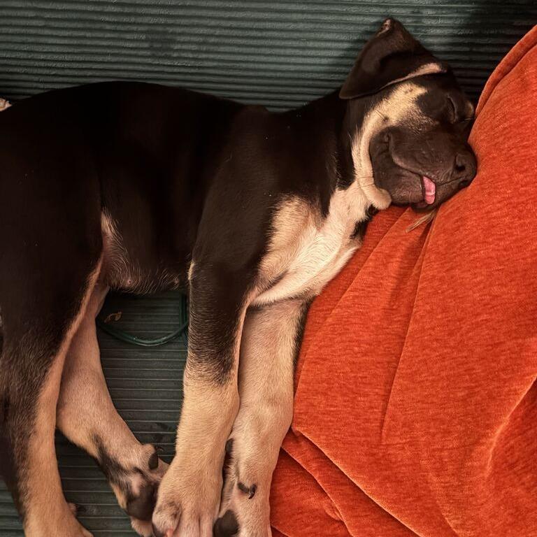 Enlarge Rocky, a Adoptable mixed breed in Driggs, ID image 5/5