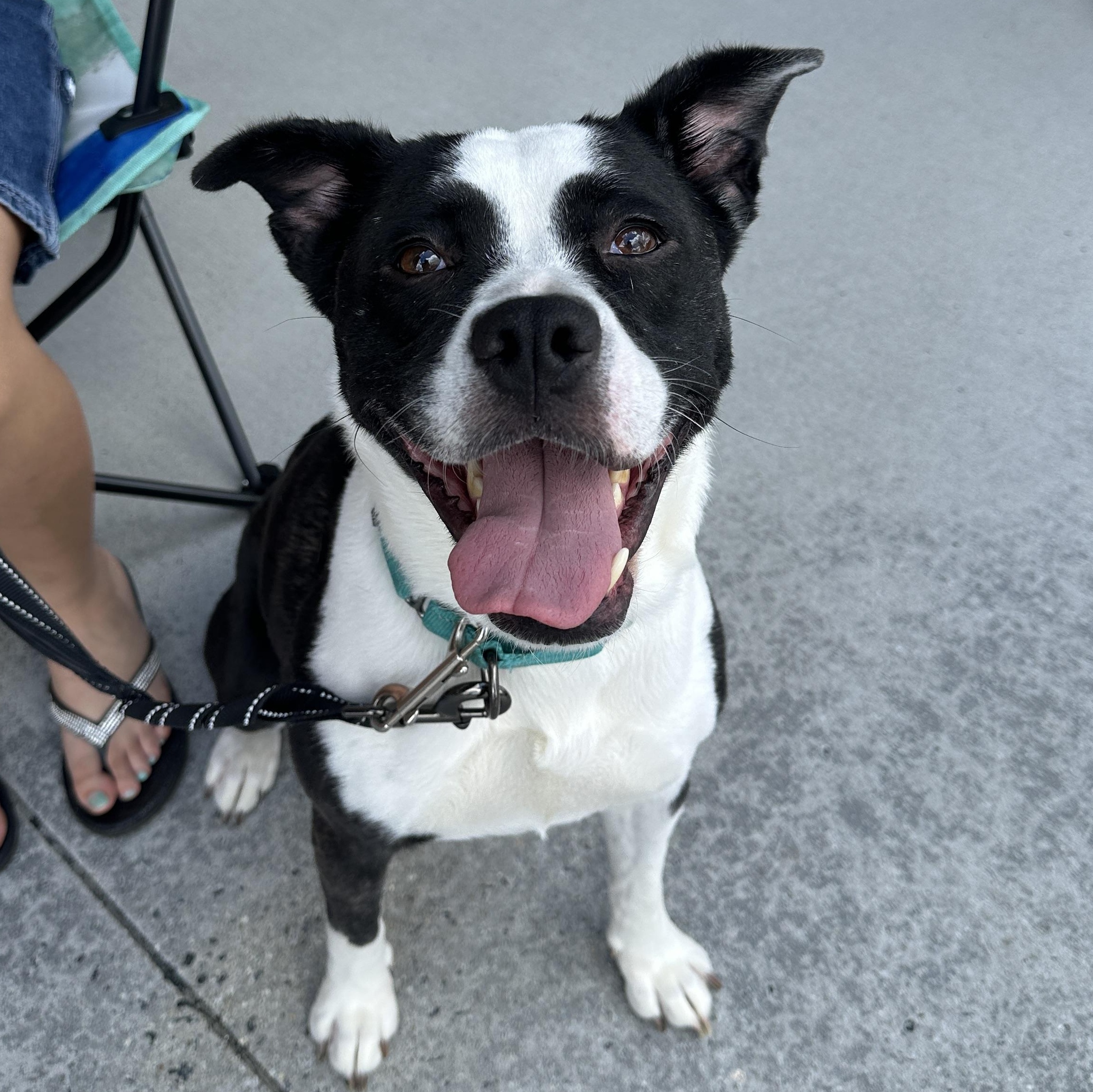 Enlarge Shayla, a Adoptable mixed breed in Roswell, GA image 1/3