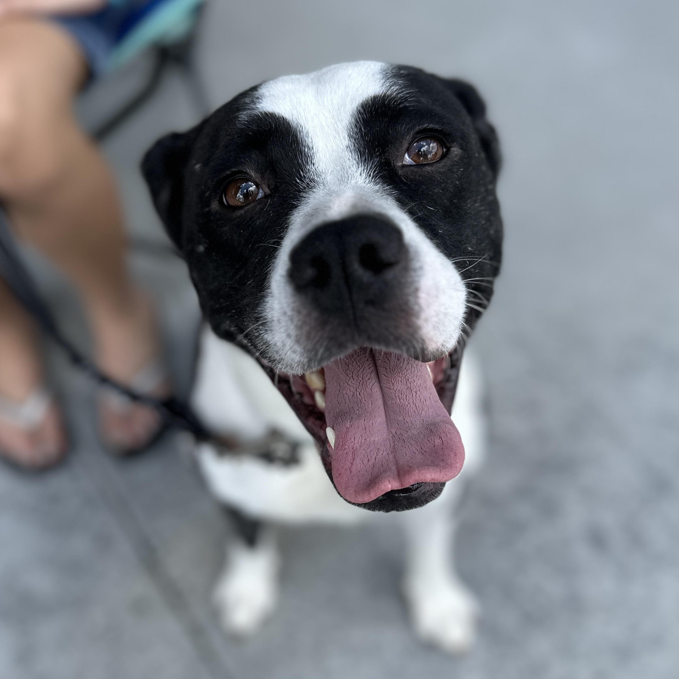Enlarge Shayla, a Adoptable mixed breed in Roswell, GA image 2/3