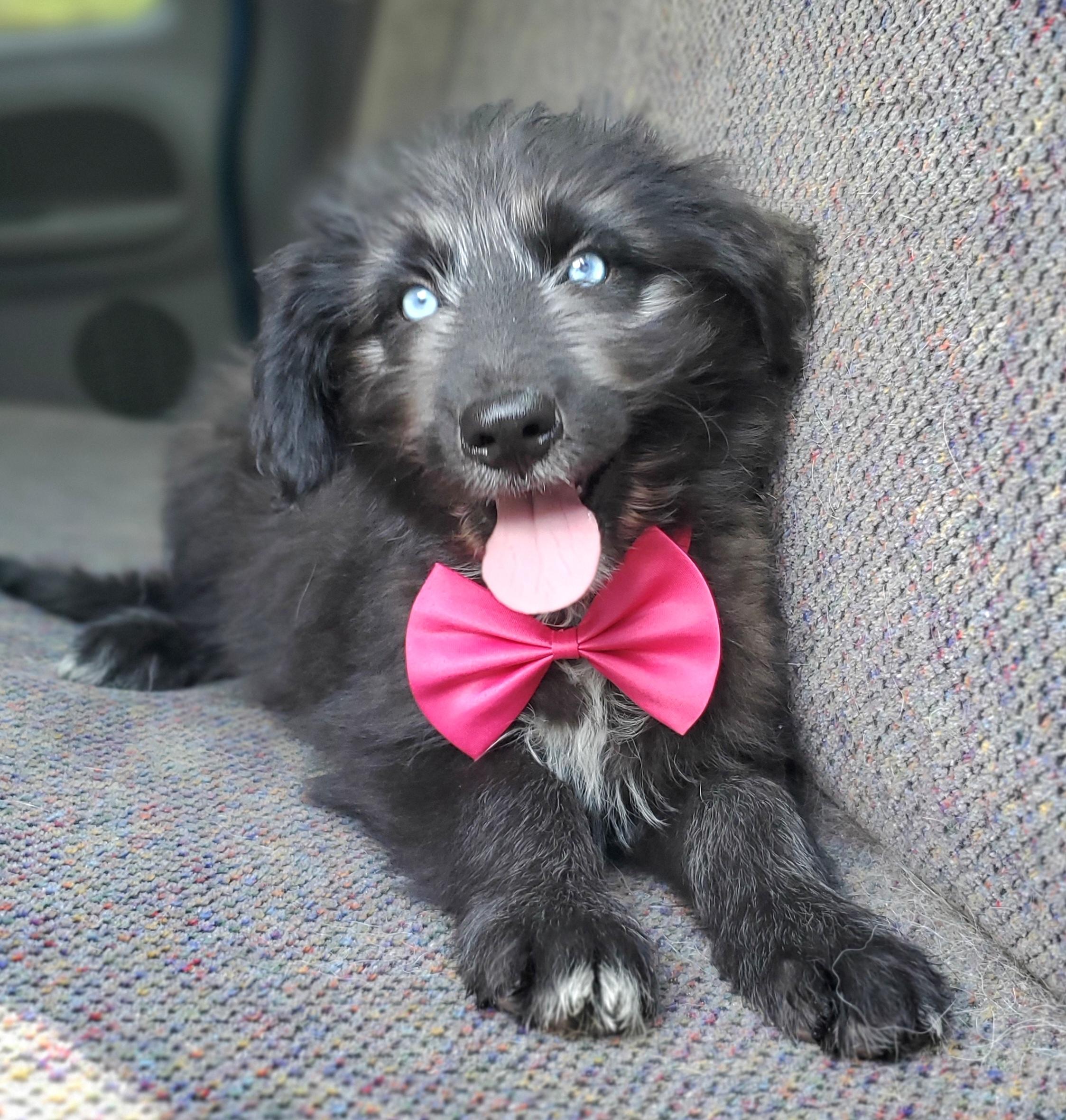 Enlarge Samara, a Adoptable mixed breed in Fayetteville , NC image 6/6