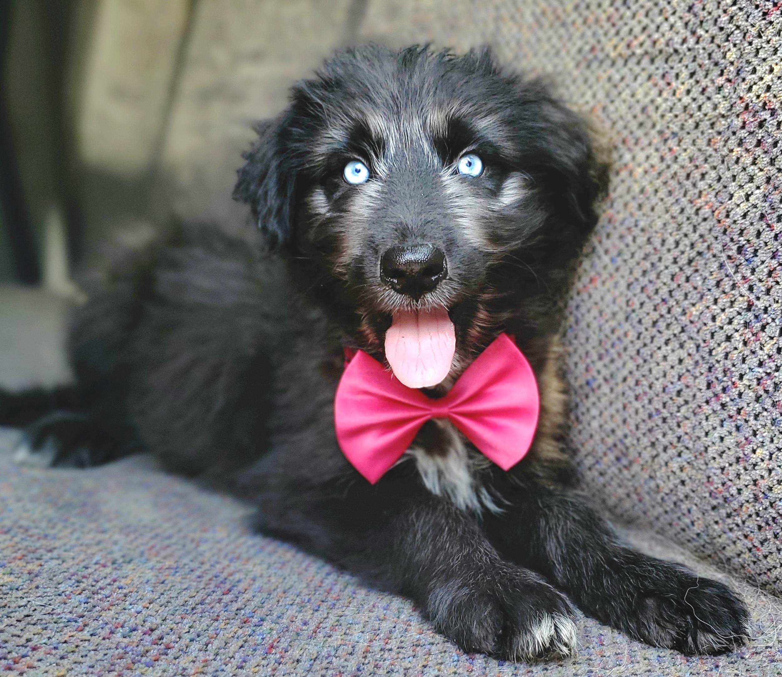 Enlarge Samara, a Adoptable mixed breed in Fayetteville , NC image 5/6