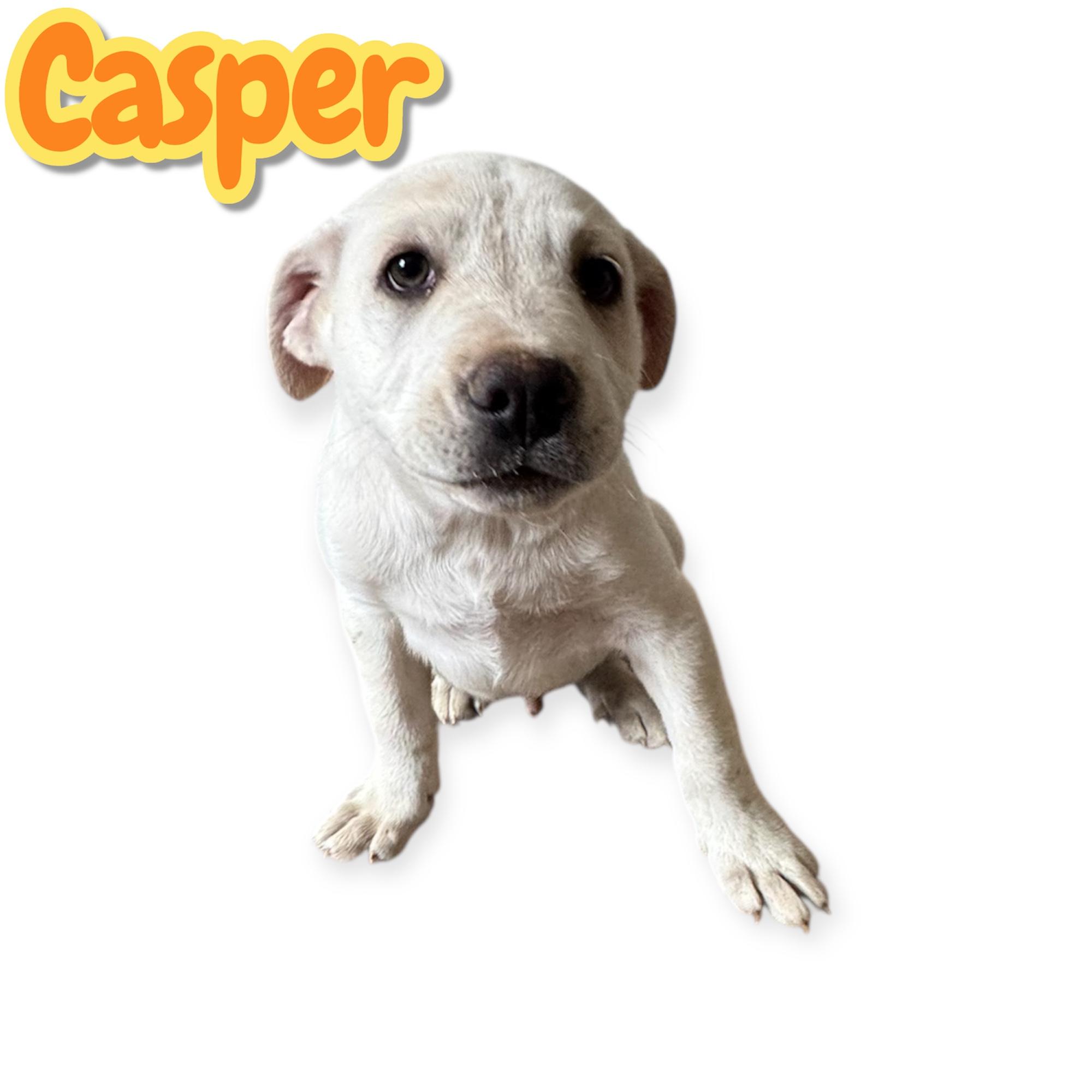 Casper, Adoptable, Puppy Male Labrador Retriever.