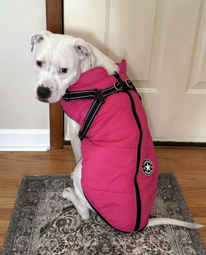 Ally, Adoptable, Young Female American Staffordshire Terrier & American Bulldog.