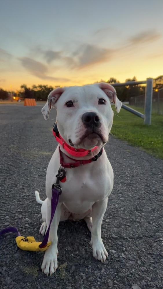 Enlarge Ally, a Adoptable mixed breed in Syracuse, NY image 2/6