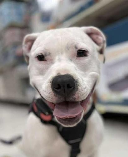 Ally, a Adoptable mixed breed in Syracuse, NY image 1/6