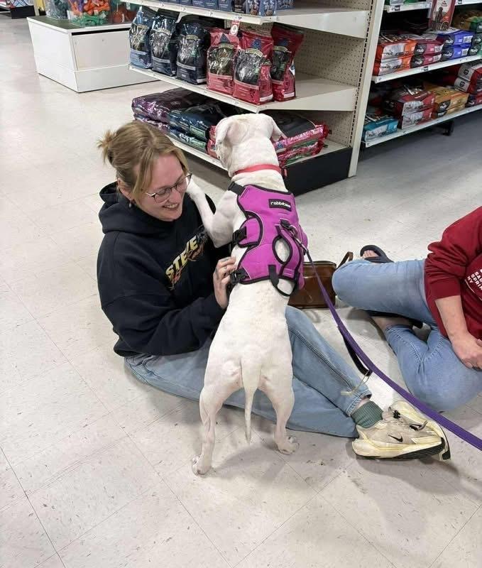 Ally, a Adoptable mixed breed in Syracuse, NY image 2/6