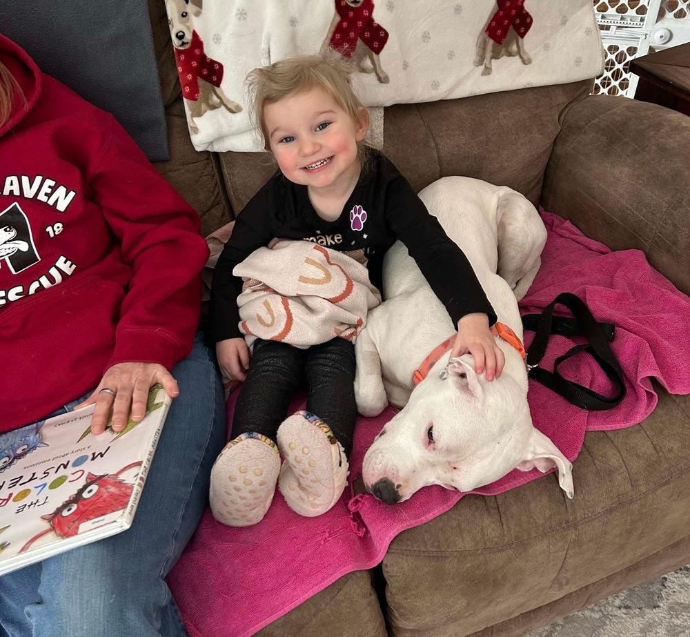 Ally, Adoptable, Young Female American Staffordshire Terrier & American Bulldog.