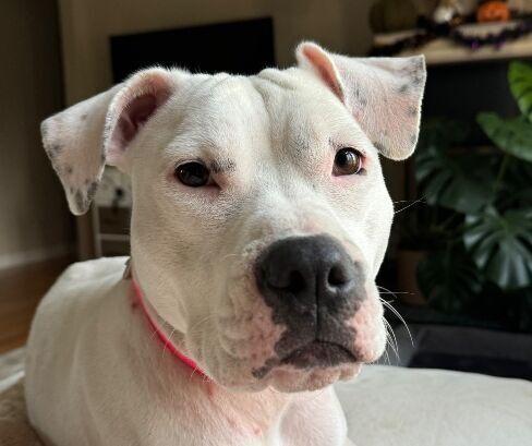 Enlarge Ally, a Adoptable mixed breed in Syracuse, NY image 3/6