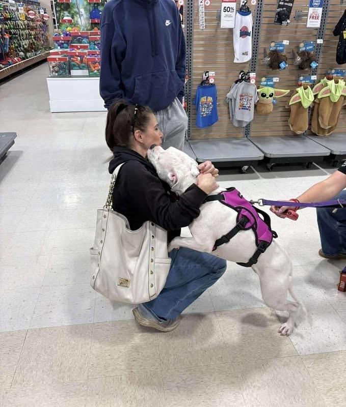 Ally, a Adoptable mixed breed in Syracuse, NY image 3/6
