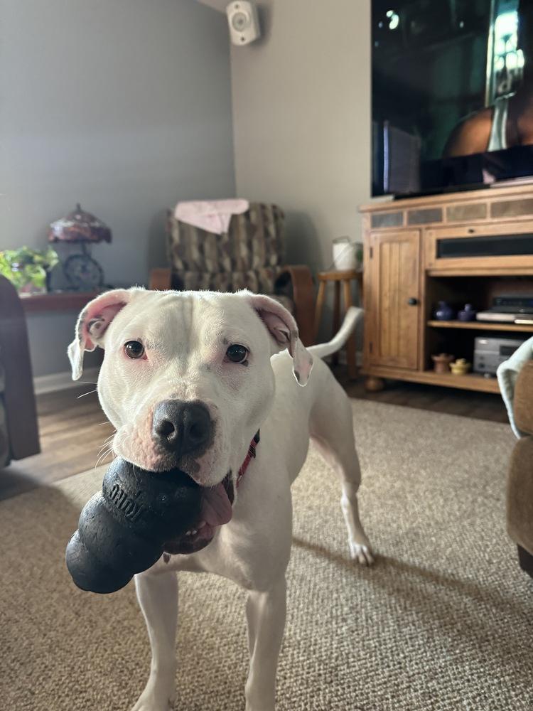 Enlarge Ally, a Adoptable mixed breed in Syracuse, NY image 4/6