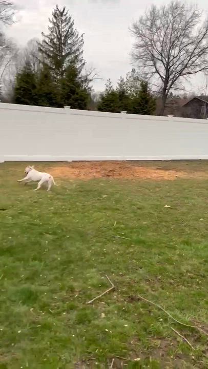 Enlarge Ally, a Adoptable mixed breed in Syracuse, NY video 5/6