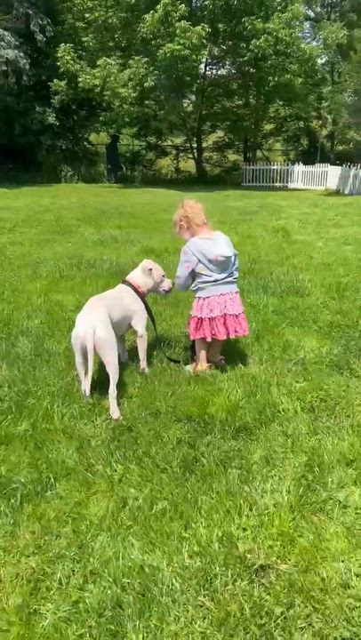 Enlarge Ally, a Adoptable mixed breed in Syracuse, NY video 6/6