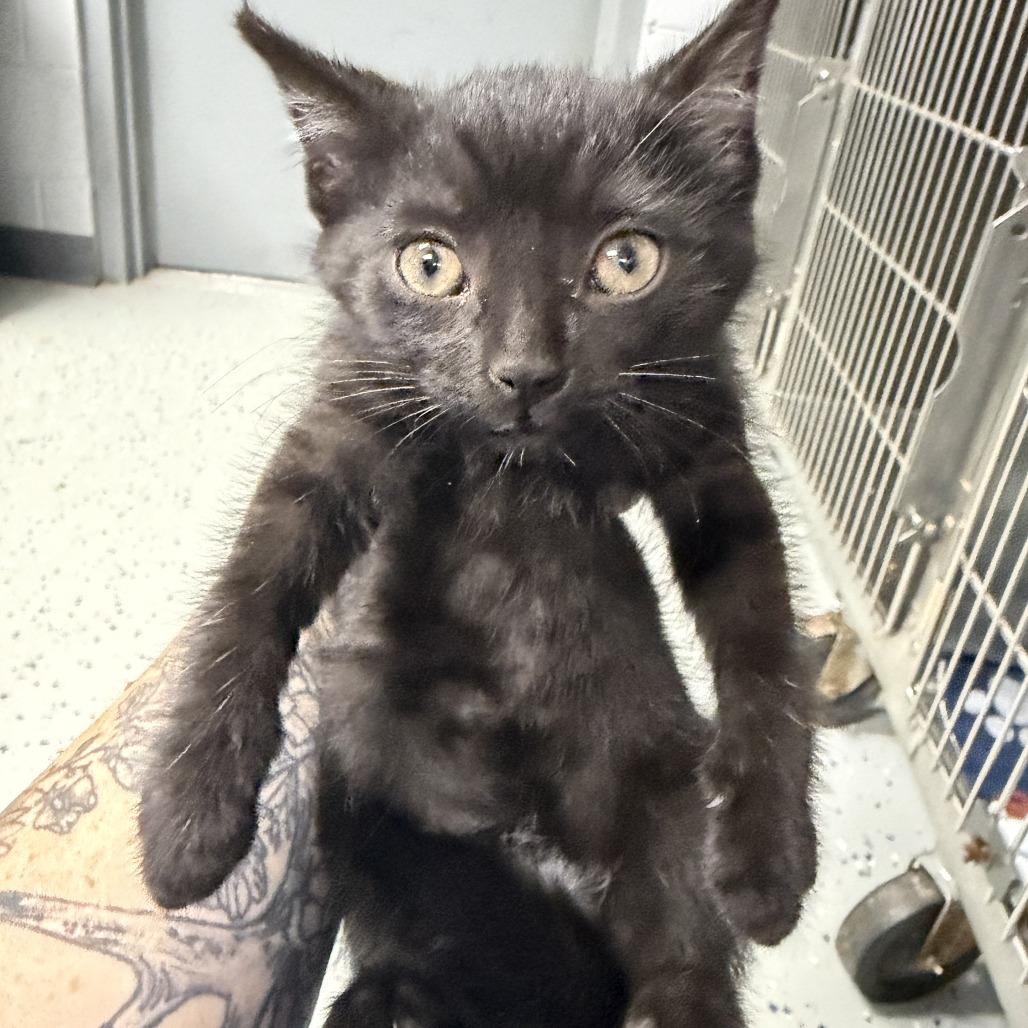 Lexapro, Adoptable, Kitten Female Domestic Short Hair.