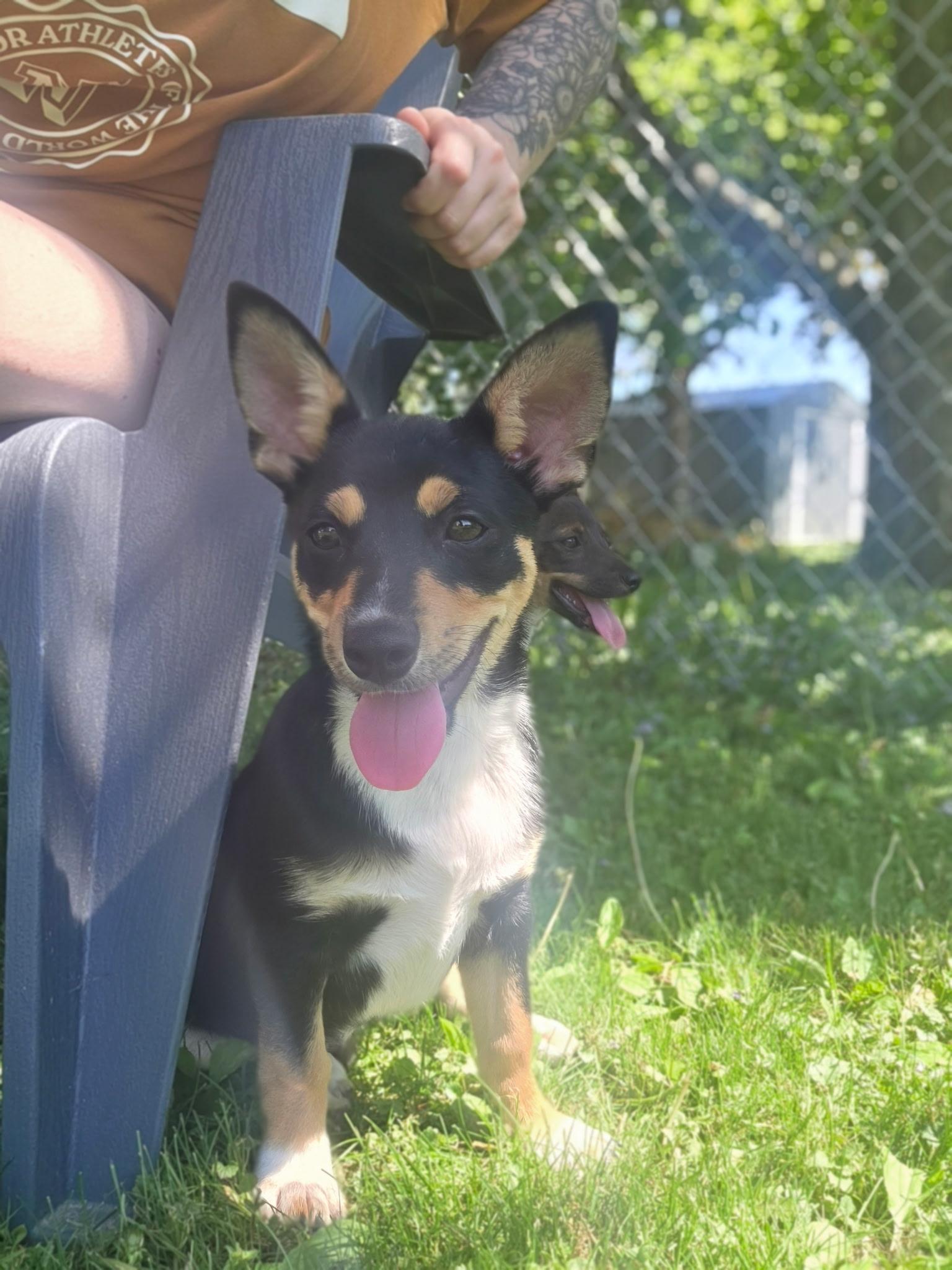 Squirt, an adopted mixed breed in Winter, WI image 1/2