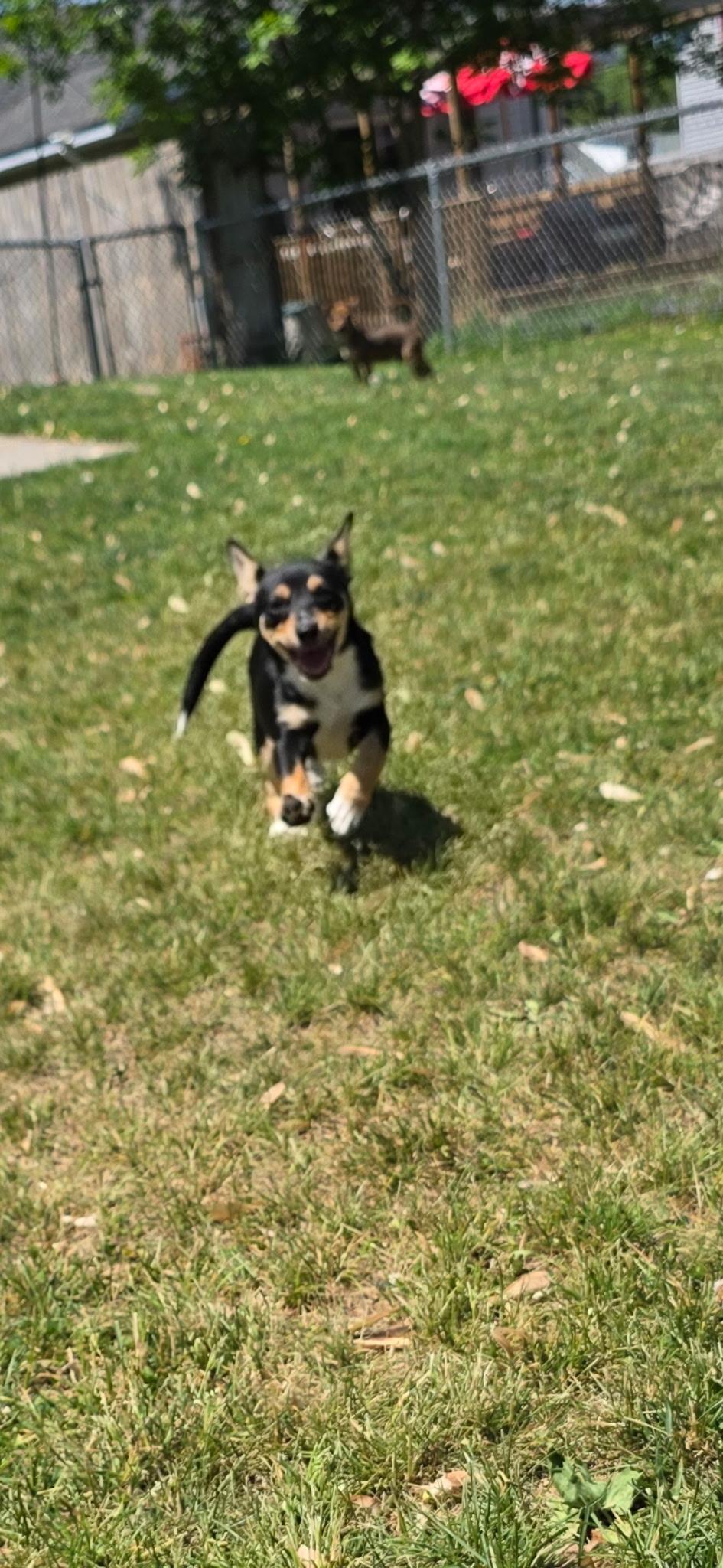 Squirt, an adopted mixed breed in Winter, WI image 2/2