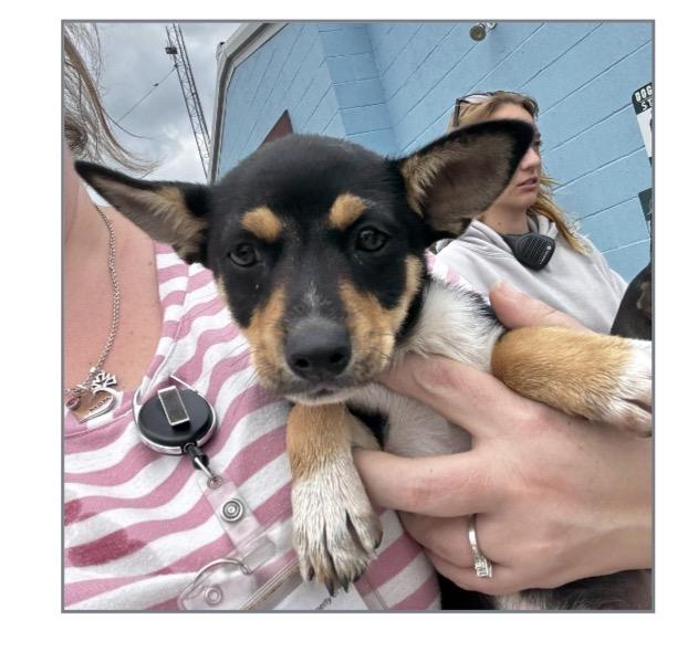 Enlarge Squirt, a ADOPTABLE mixed breed in Winter, WI image 1/1