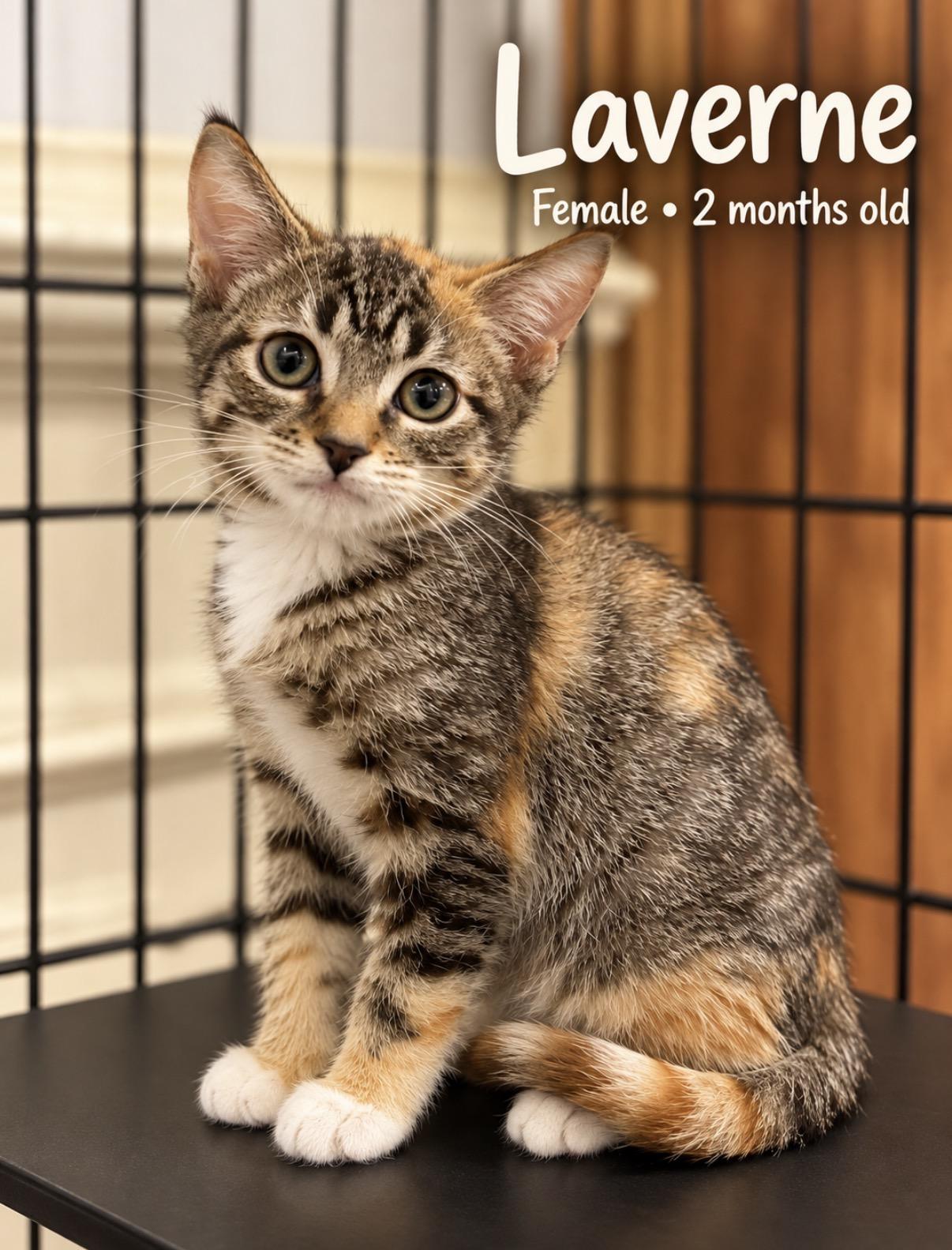 Enlarge Laverne, a Adopted Domestic Short Hair in Pawleys Island, SC image 1/1
