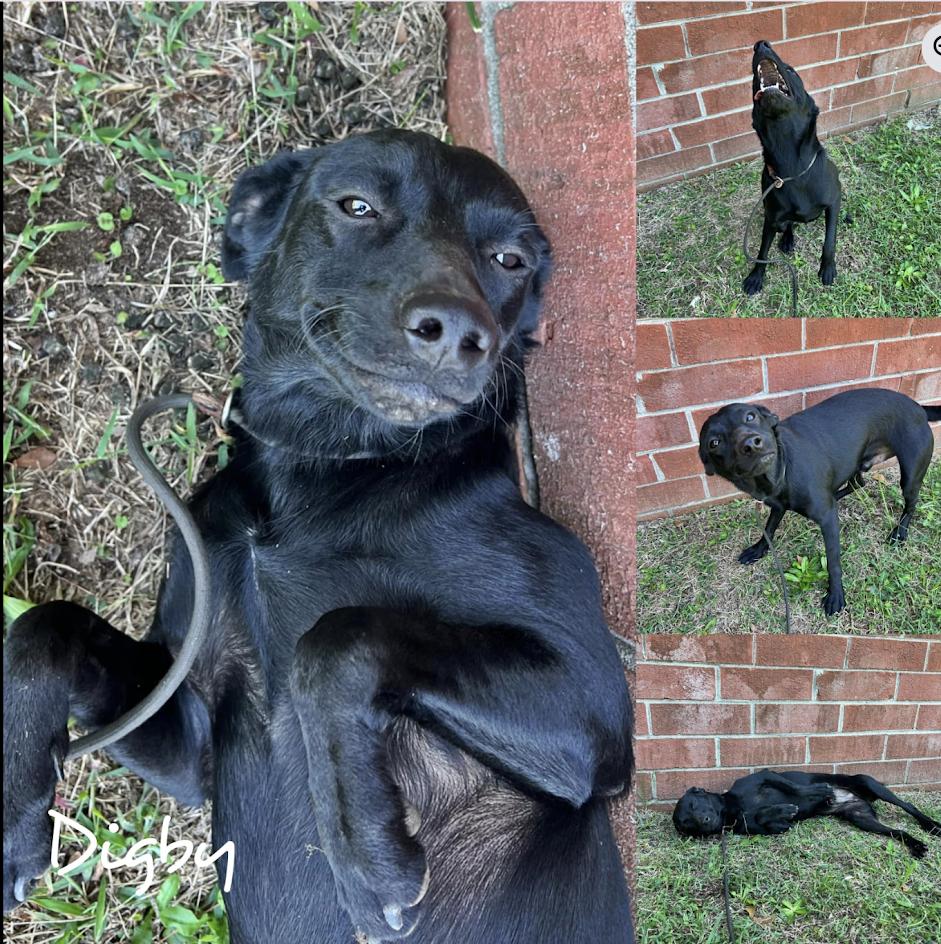 Digby **Foster Needed**