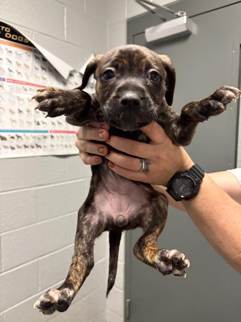 S Pup 1, Adoptable, Young Female Pit Bull Terrier & Mixed Breed.