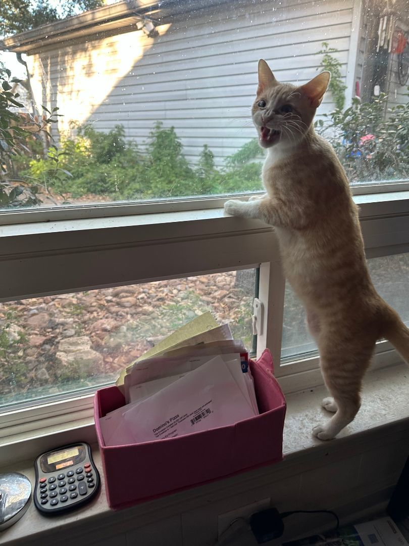 Sunshine, a Adoptable Domestic Short Hair in Houston, TX image 6/6