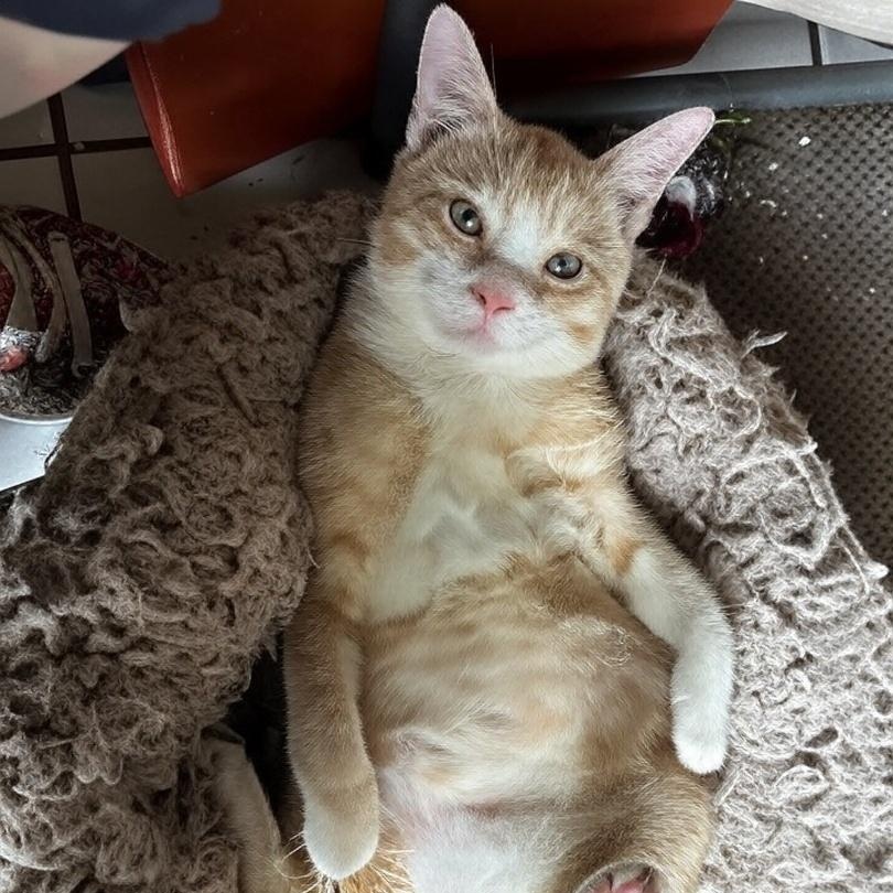 Sunshine, a Adoptable Domestic Short Hair in Houston, TX image 5/6