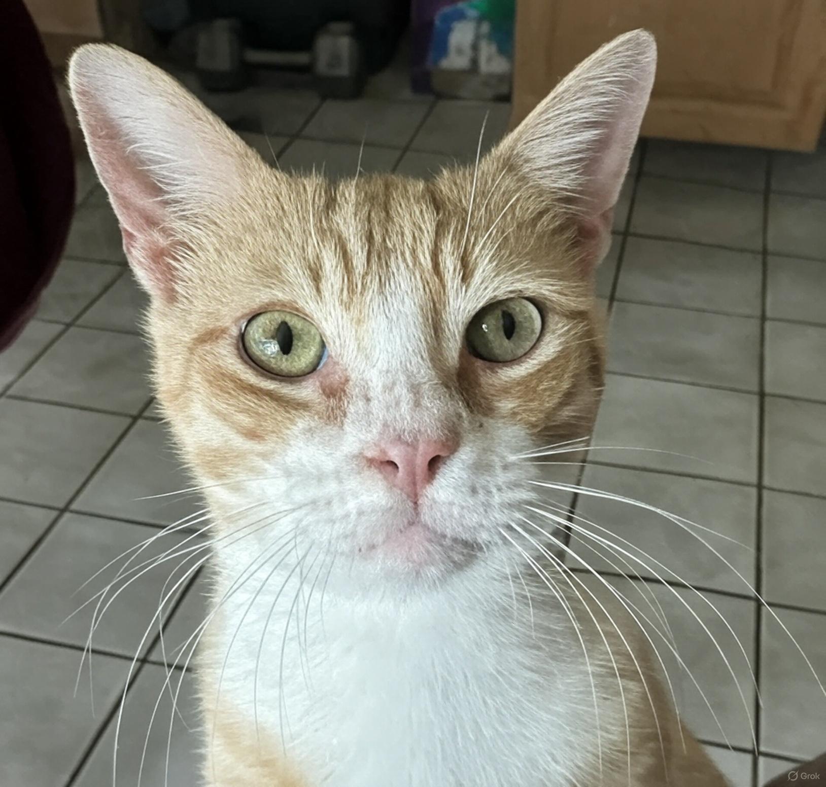 Sunshine, a Adoptable Domestic Short Hair in Houston, TX image 4/6