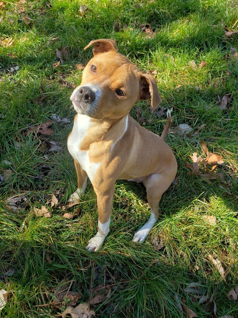 Redd, a Adoptable mixed breed in Jasper, GA image 1/4
