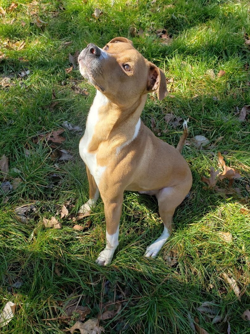 Redd, a Adoptable mixed breed in Jasper, GA image 2/4