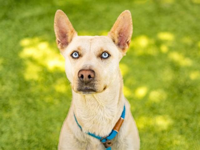 Enlarge SIERRA, a Adoptable mixed breed in San Jose, CA image 1/1