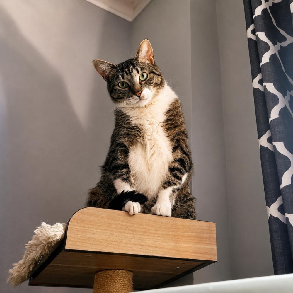 Rainbow Dash, Adoptable, Young Male Domestic Short Hair.