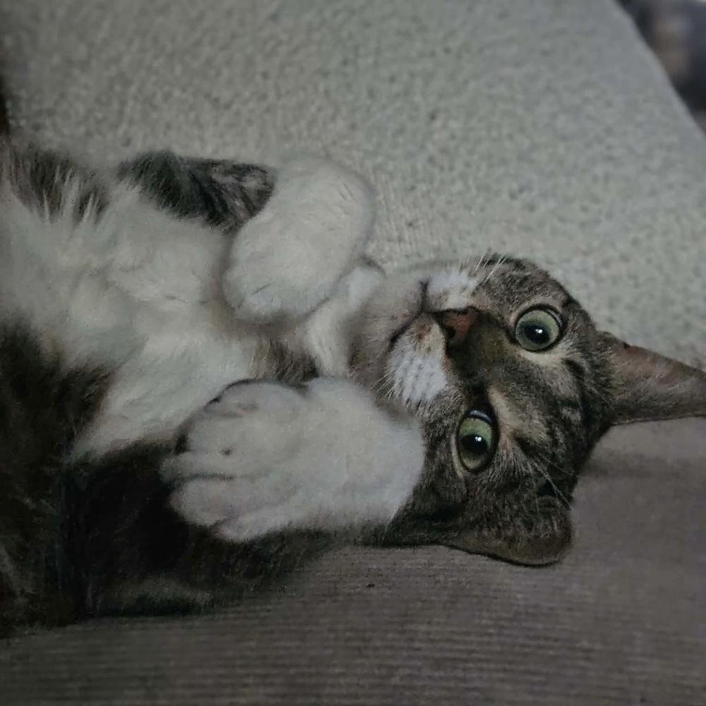 Enlarge Rainbow Dash, a Adoptable Domestic Short Hair in Chicago, IL image 2/6