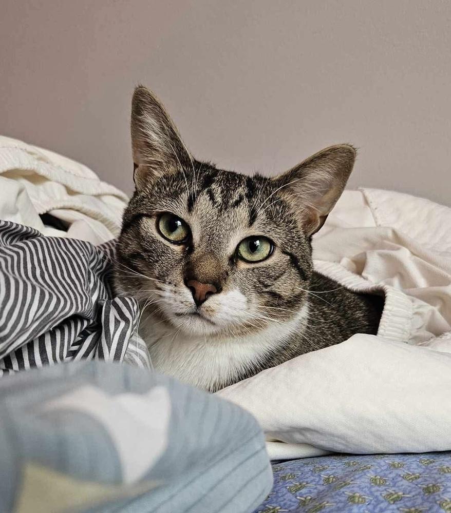 Rainbow Dash, a Adoptable Domestic Short Hair in Chicago, IL image 1/6