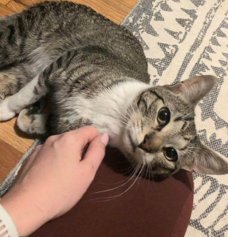 Rainbow Dash, a Adoptable Domestic Short Hair in Chicago, IL image 2/6