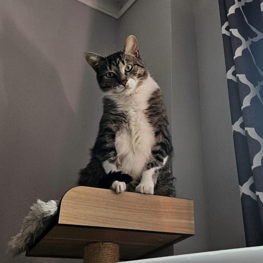 Enlarge Rainbow Dash, a Adoptable Domestic Short Hair in Chicago, IL image 1/6