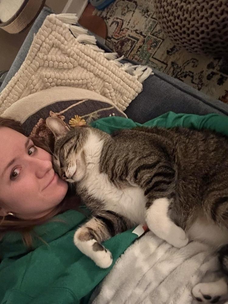 Enlarge Rainbow Dash, a Adoptable Domestic Short Hair in Chicago, IL image 2/6