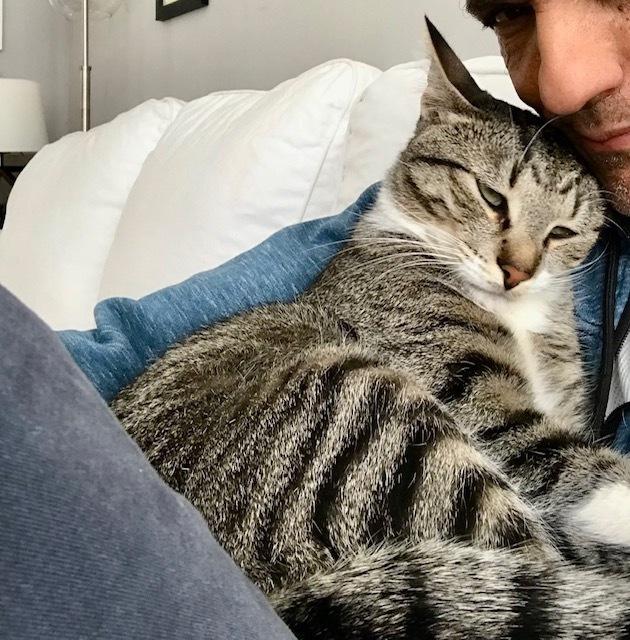 Rainbow Dash, a Adoptable Domestic Short Hair in Chicago, IL image 3/6