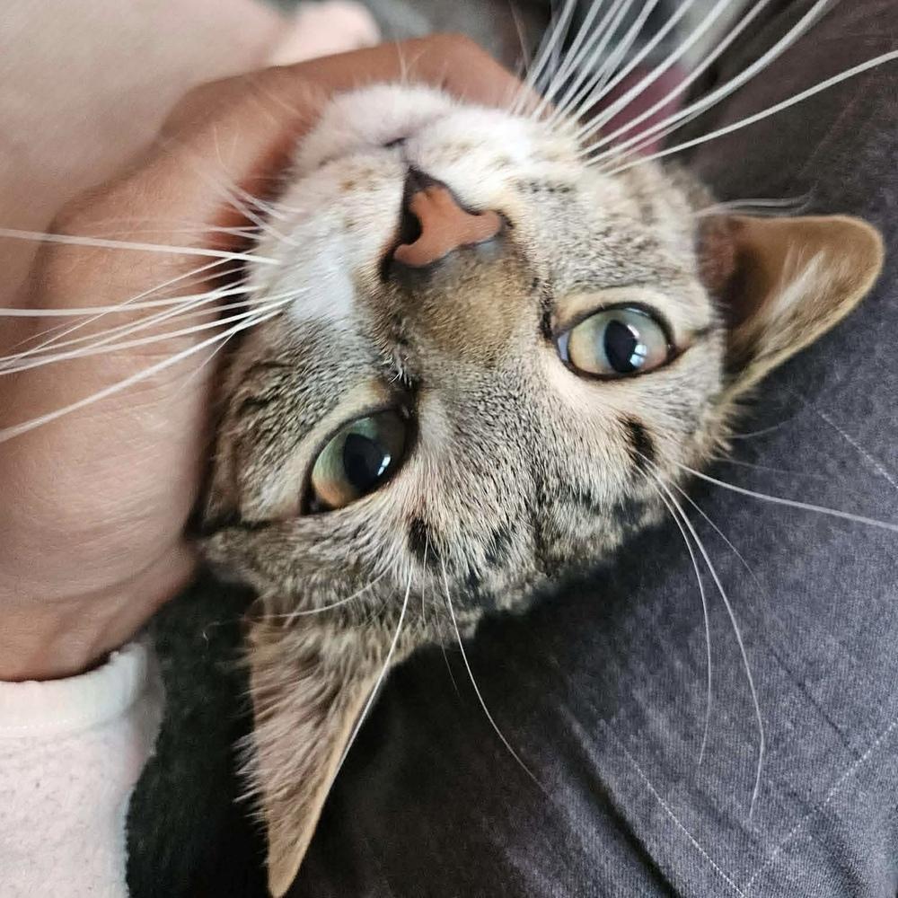 Enlarge Rainbow Dash, a Adoptable Domestic Short Hair in Chicago, IL image 3/6