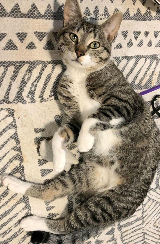 Enlarge Rainbow Dash, a Adoptable Domestic Short Hair in Chicago, IL image 4/6