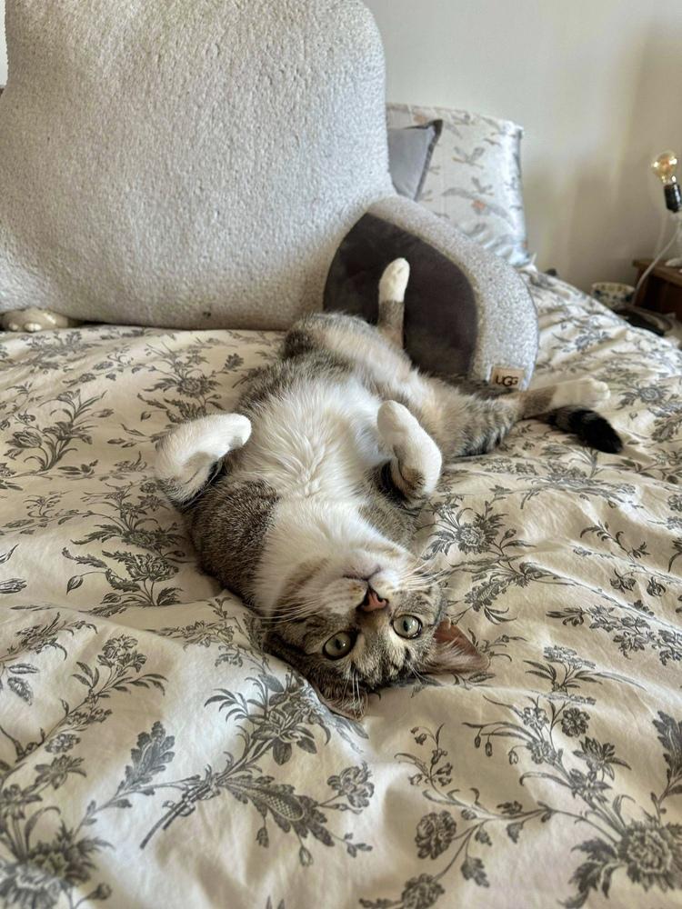 Rainbow Dash, a Adoptable Domestic Short Hair in Chicago, IL image 4/6